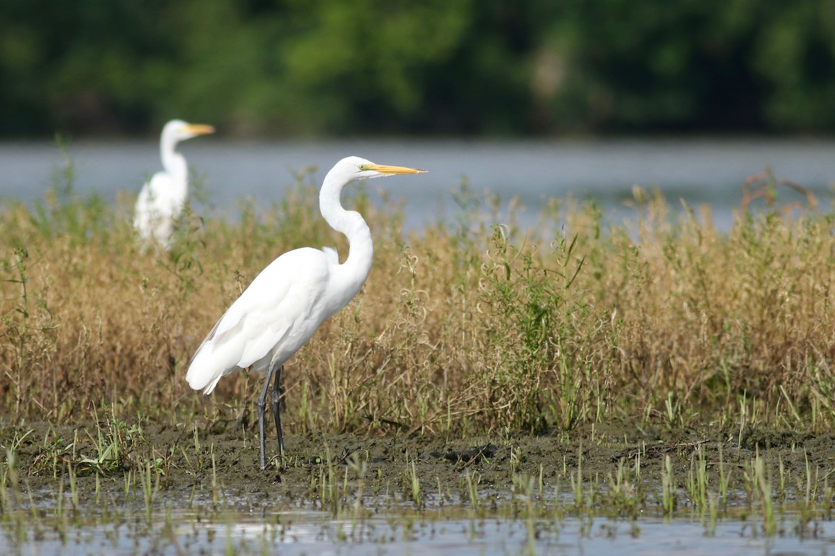 Great Egret - ML65096091