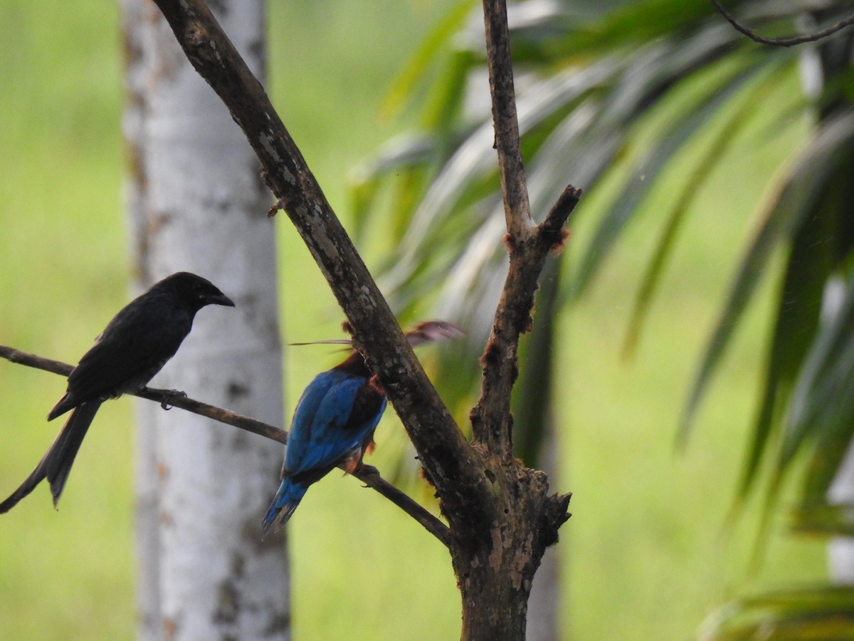 Alción de Esmirna - ML650960961