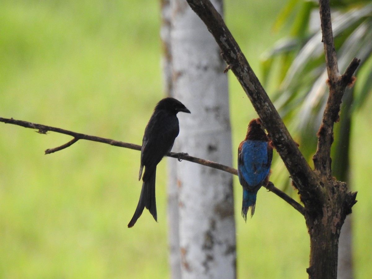 Alción de Esmirna - ML650960962