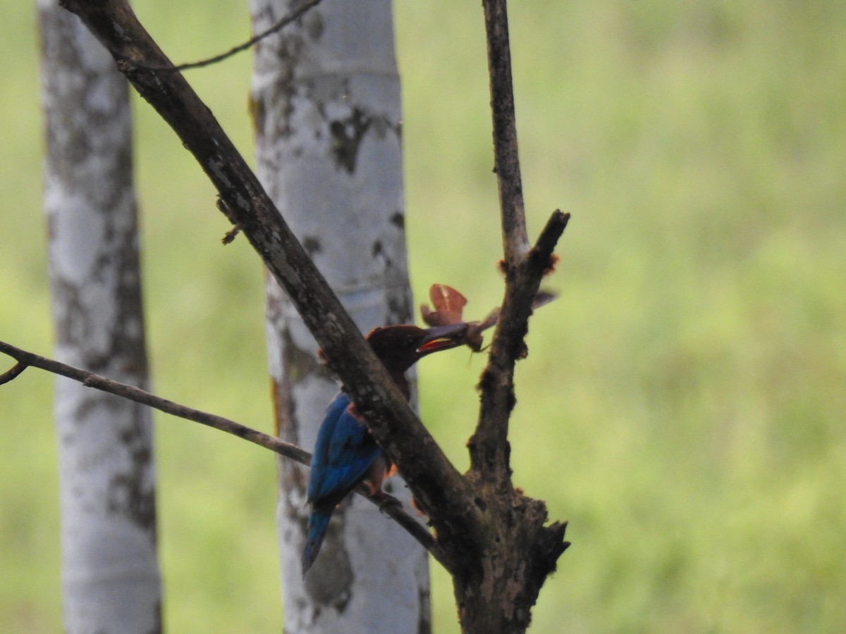 Alción de Esmirna - ML650960963