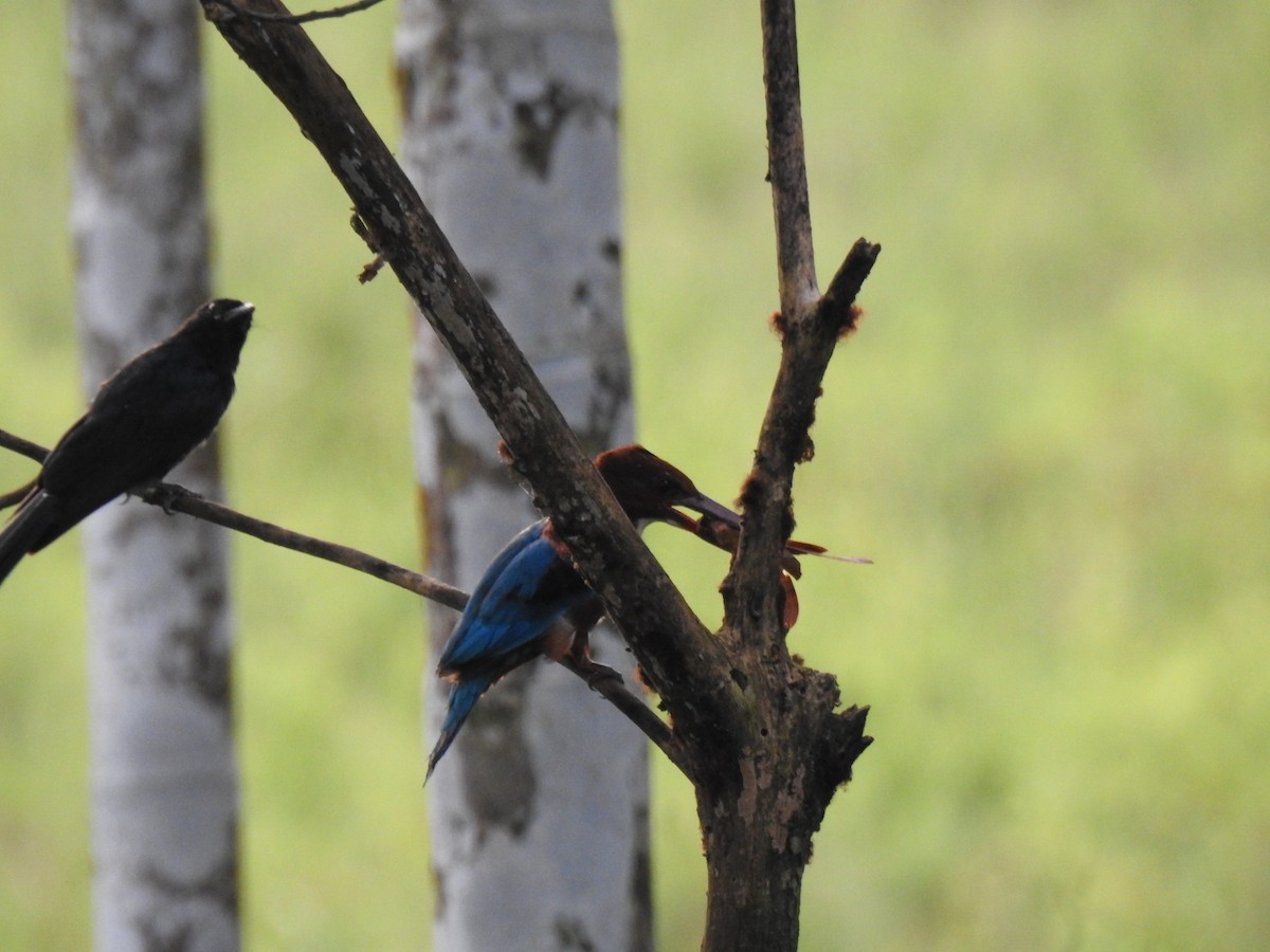 Alción de Esmirna - ML650960965