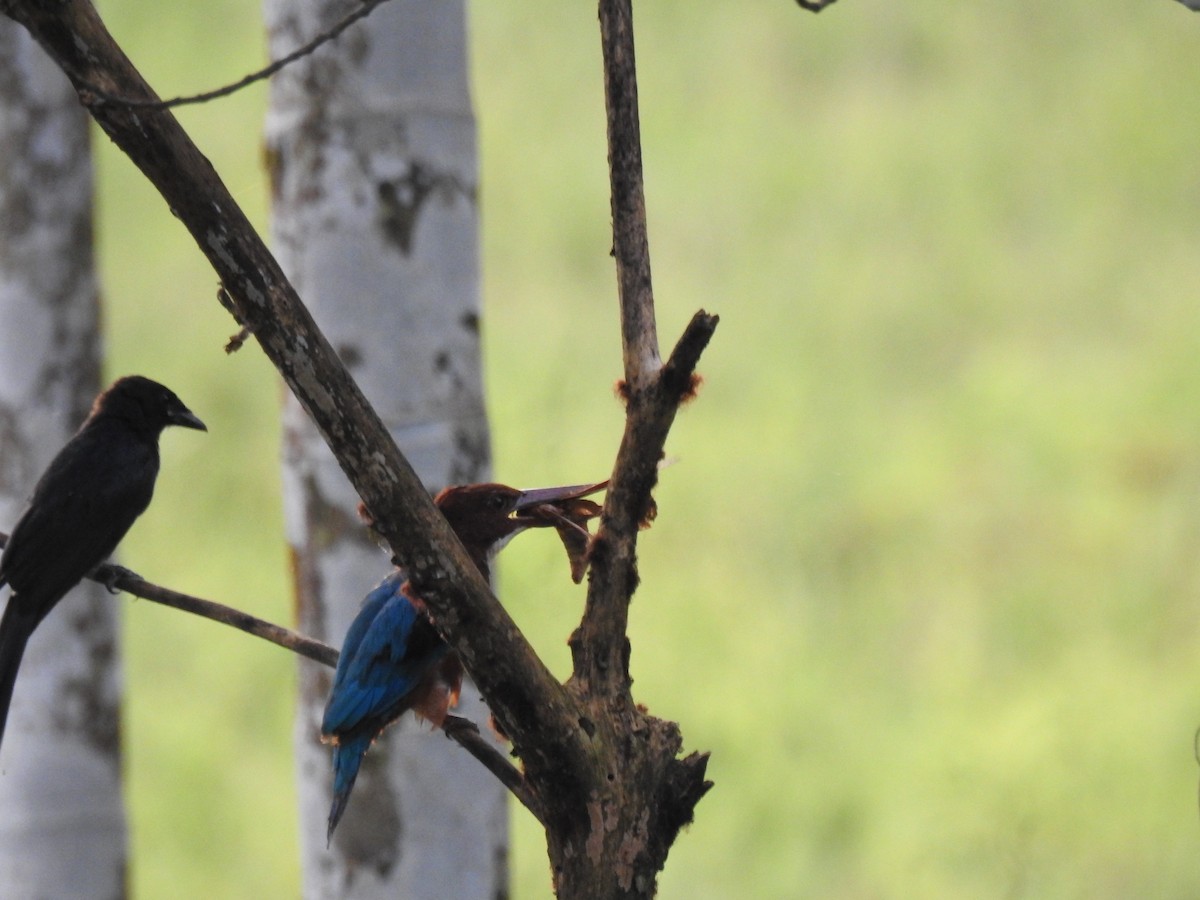 Alción de Esmirna - ML650960966