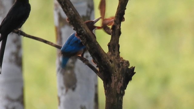 Alción de Esmirna - ML650960967