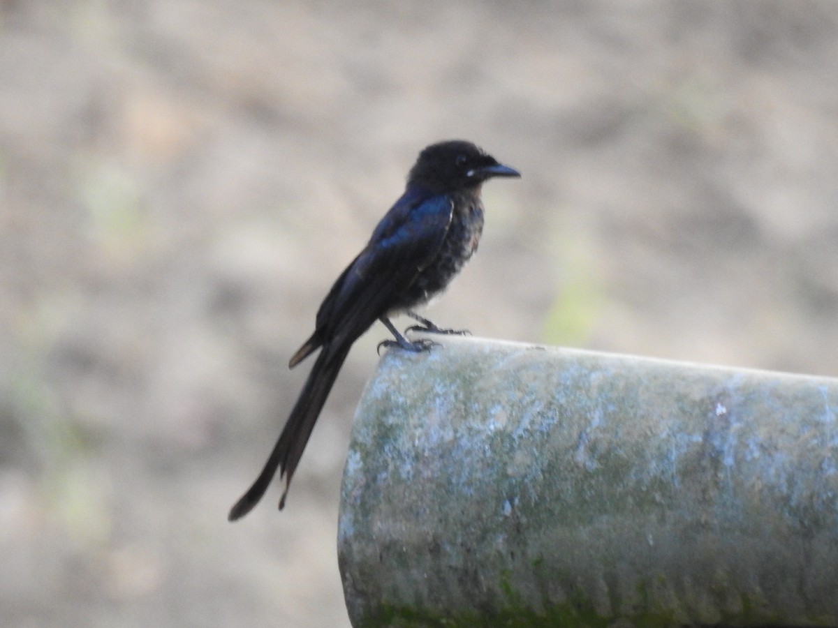 Drongo Real - ML650961051