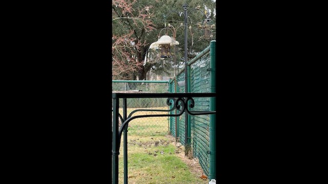 čížek žlutý - ML650961069