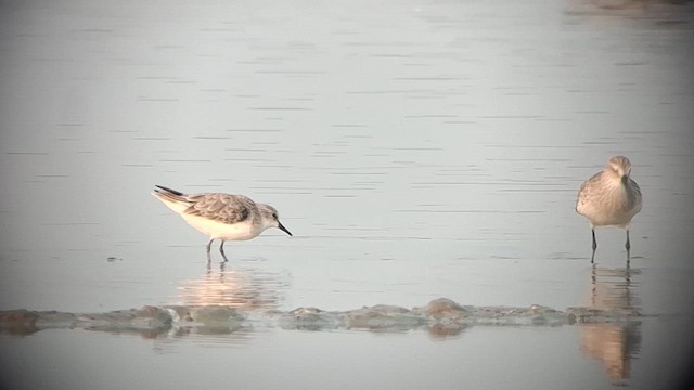 Песчанка - ML650961298