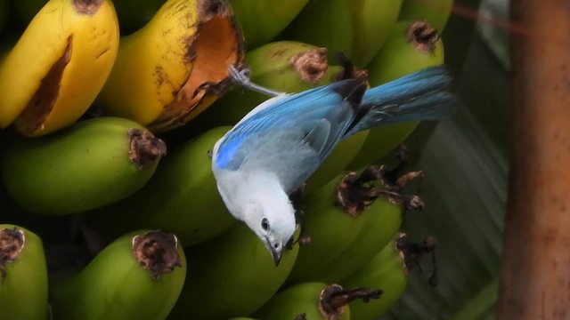 Blue-gray Tanager - ML650961495