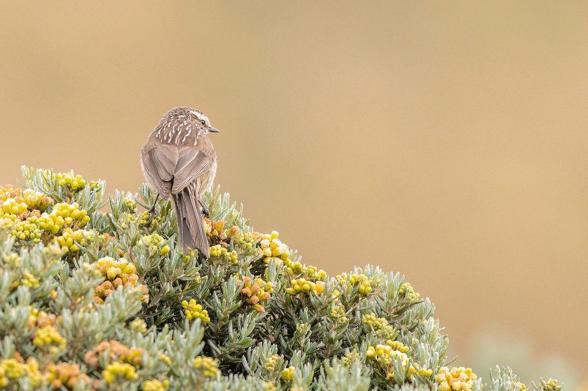 Andean Tit-Spinetail - ML650961586