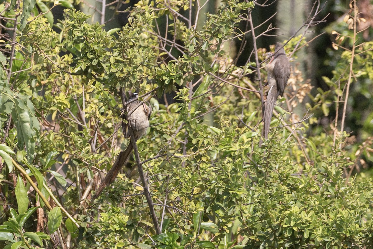 Бурокрылая птица-мышь - ML650961600