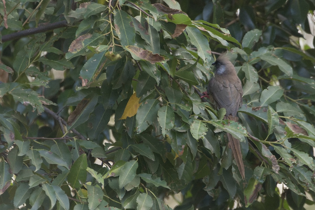 Бурокрылая птица-мышь - ML650961601