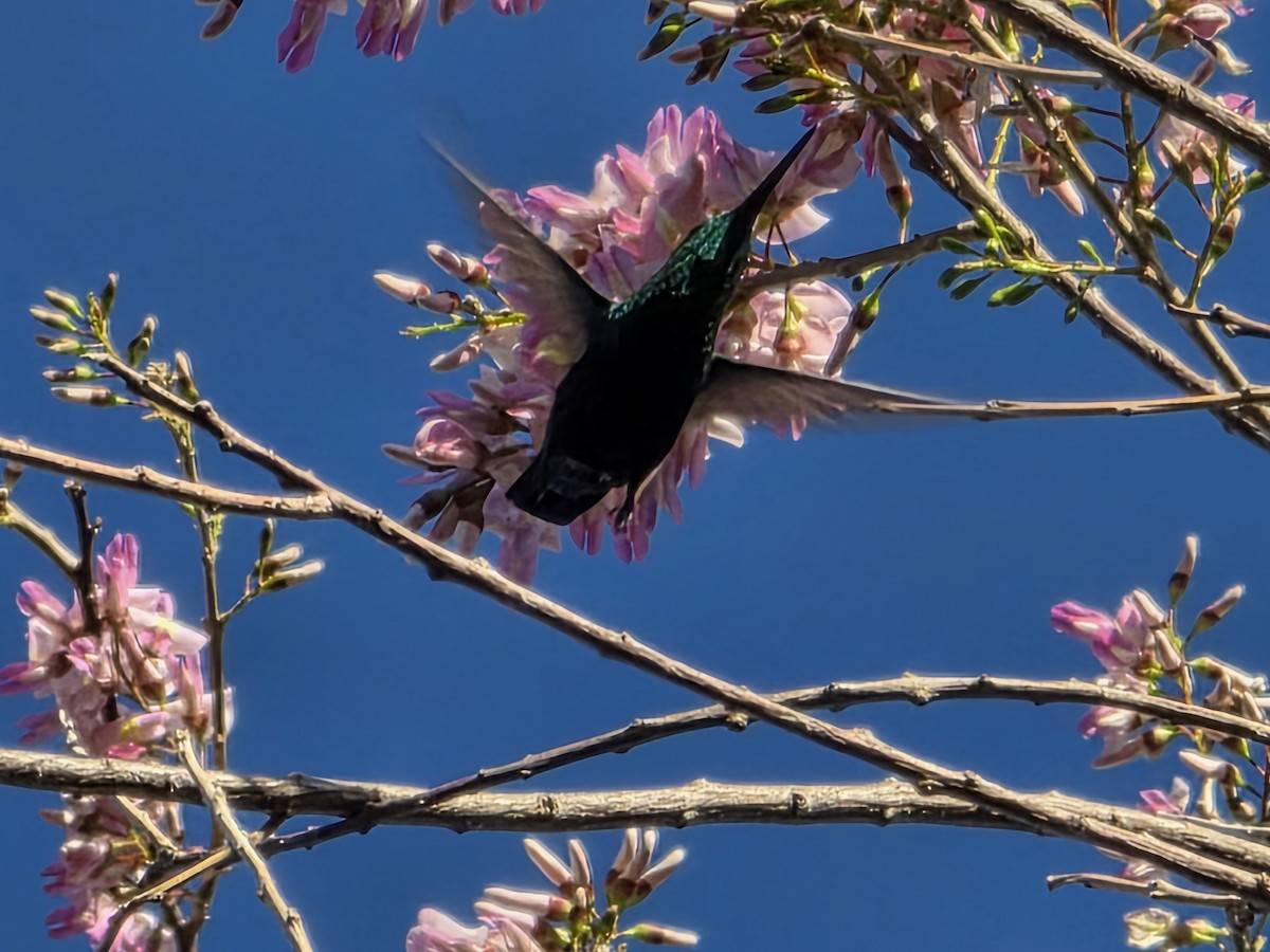 Green-throated Carib - ML650961619