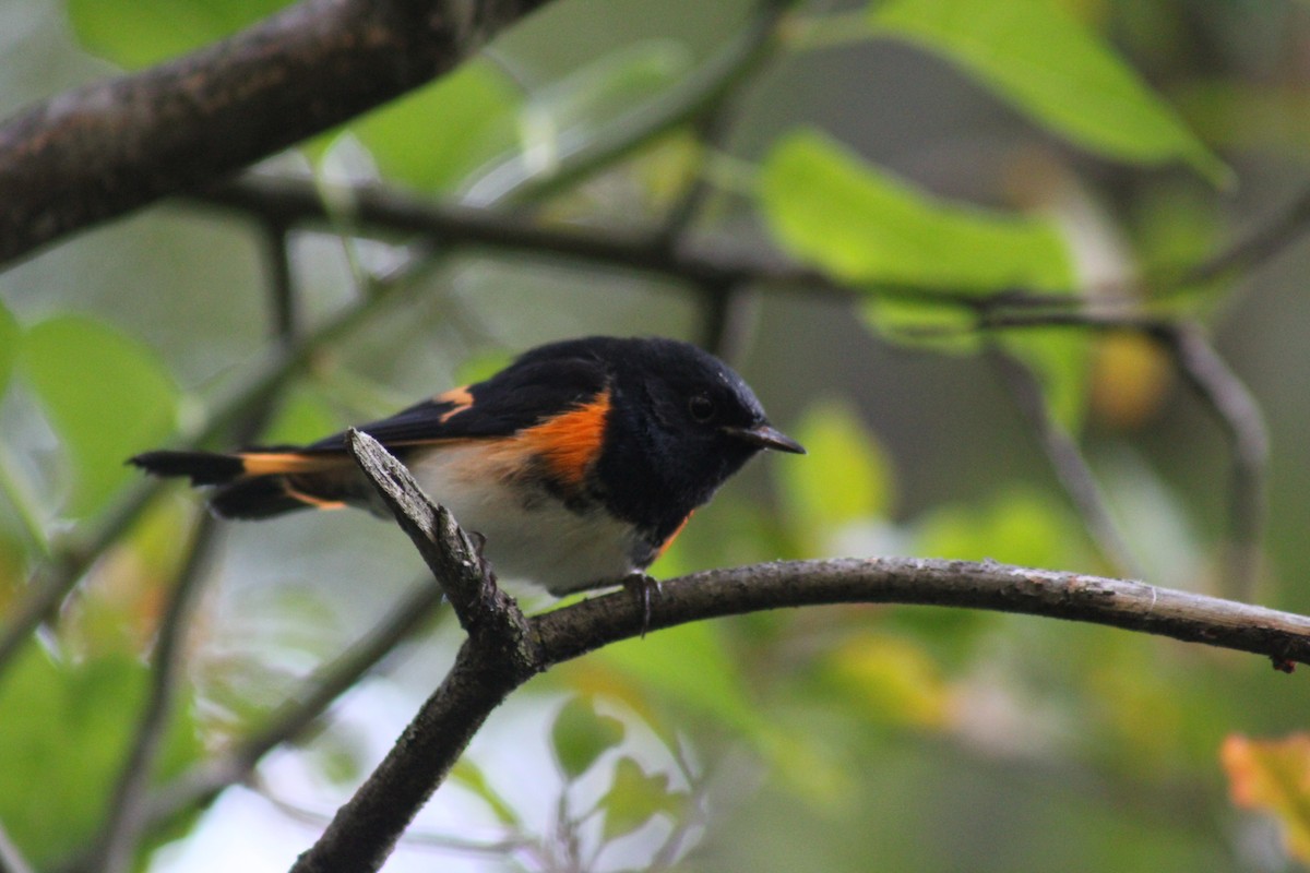 American Redstart - ML650961777