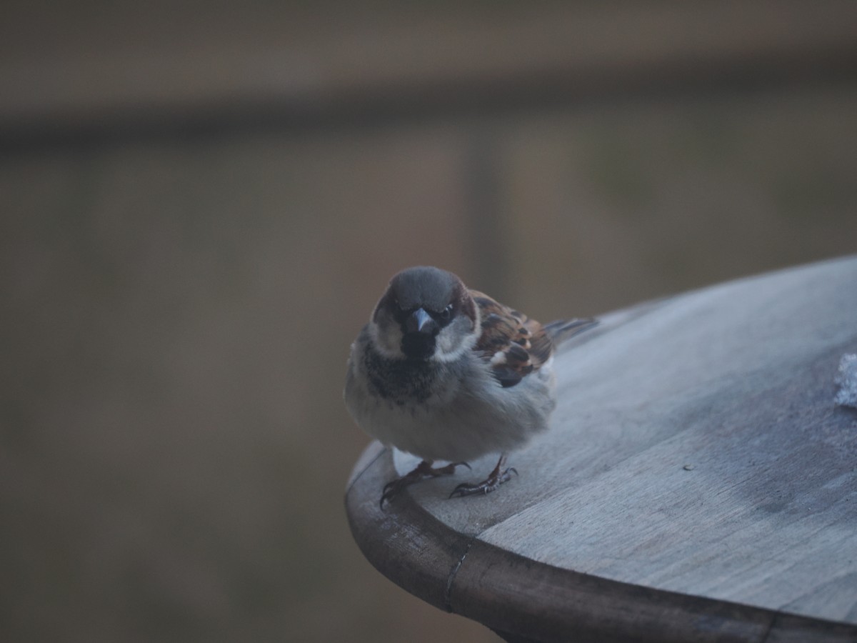 House Sparrow - ML650961781