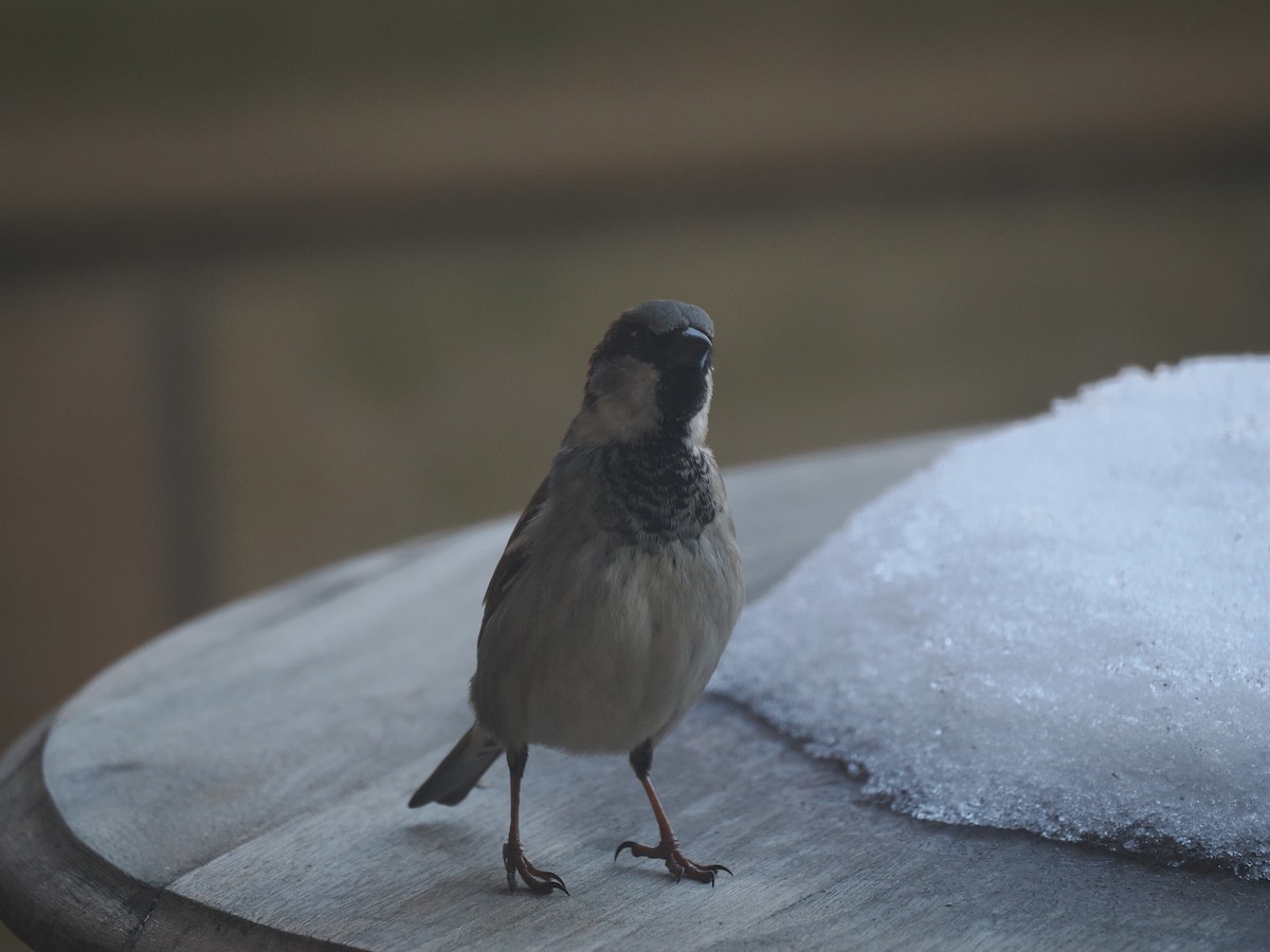 House Sparrow - ML650961783