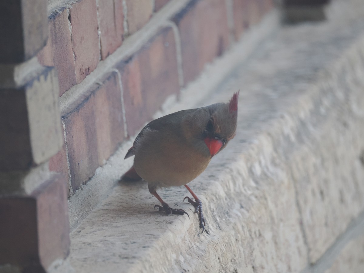 Northern Cardinal - ML650961798