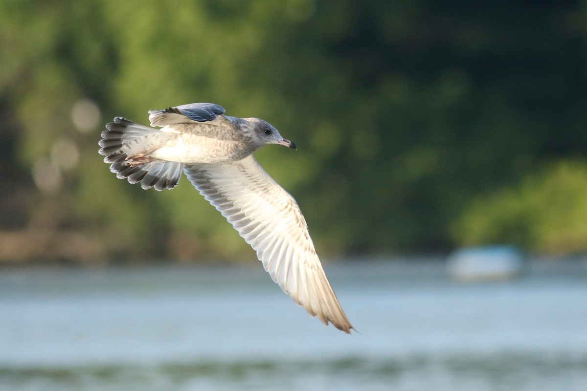 Ring-billed Gull - ML65096181