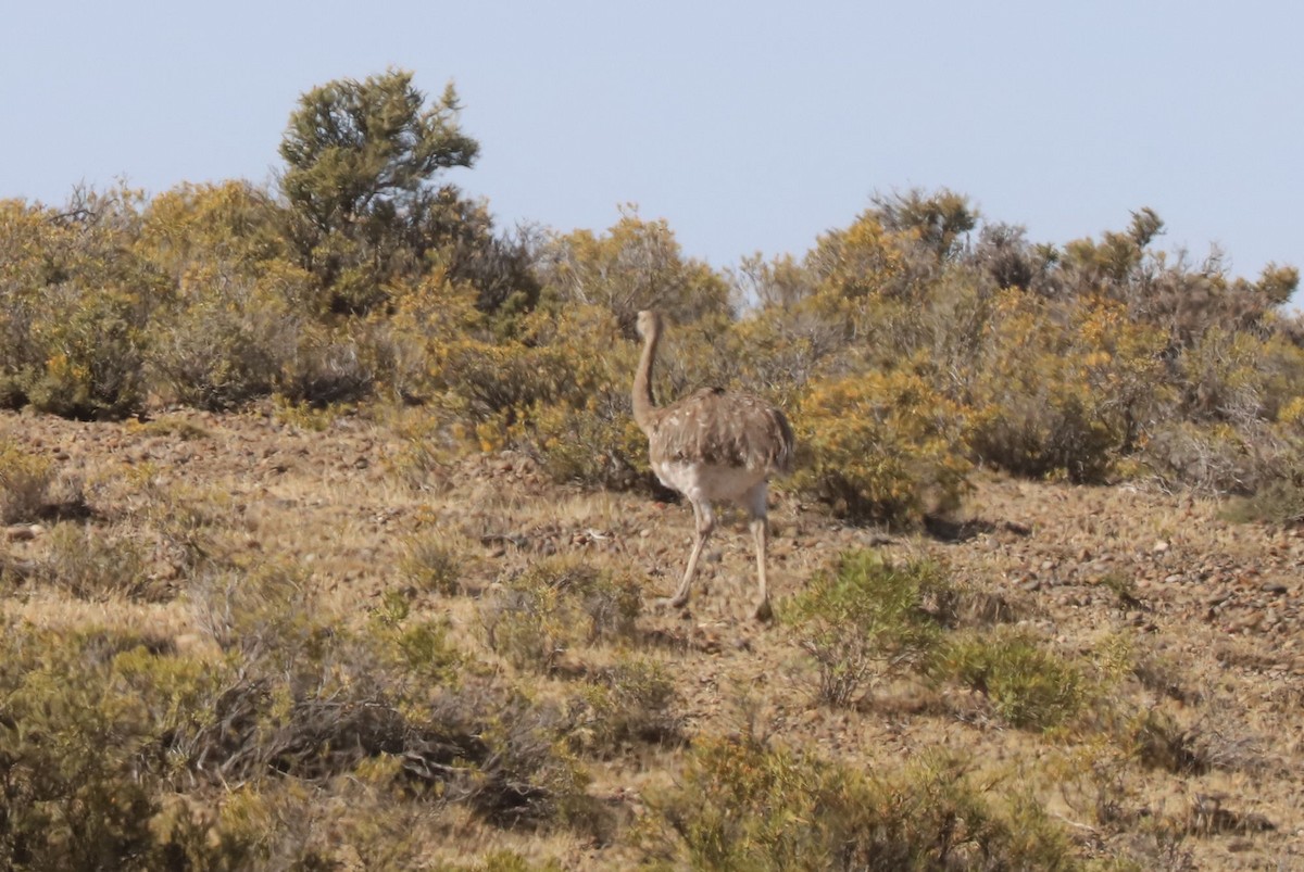 Дарвинов нанду - ML650962129