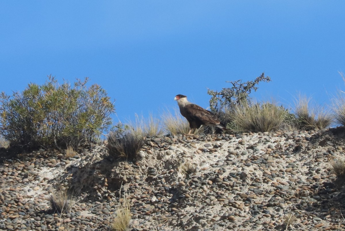 Равнинная каракара - ML650962167