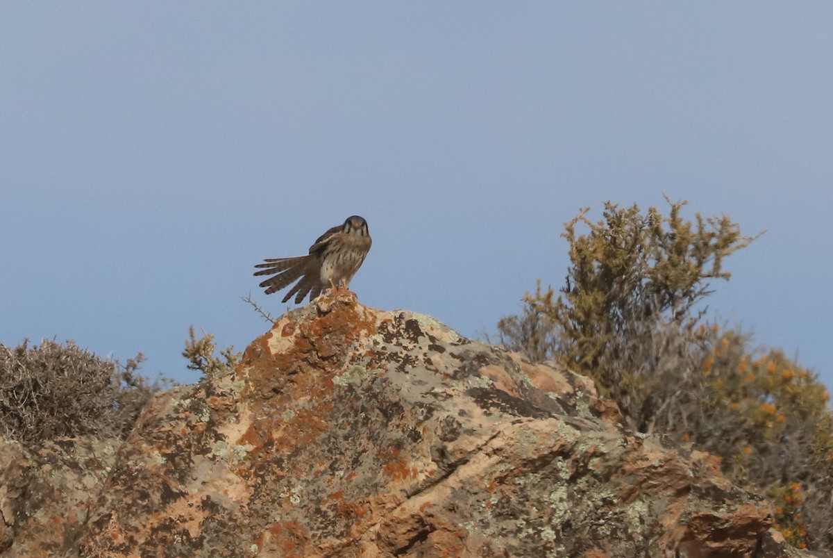 Воробьиная пустельга - ML650962190
