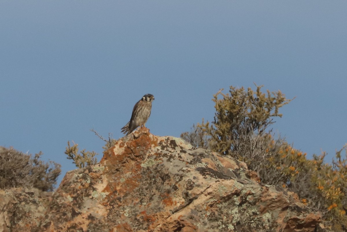 Воробьиная пустельга - ML650962191