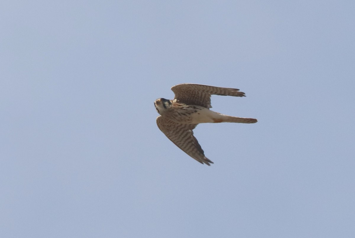 Воробьиная пустельга - ML650962192