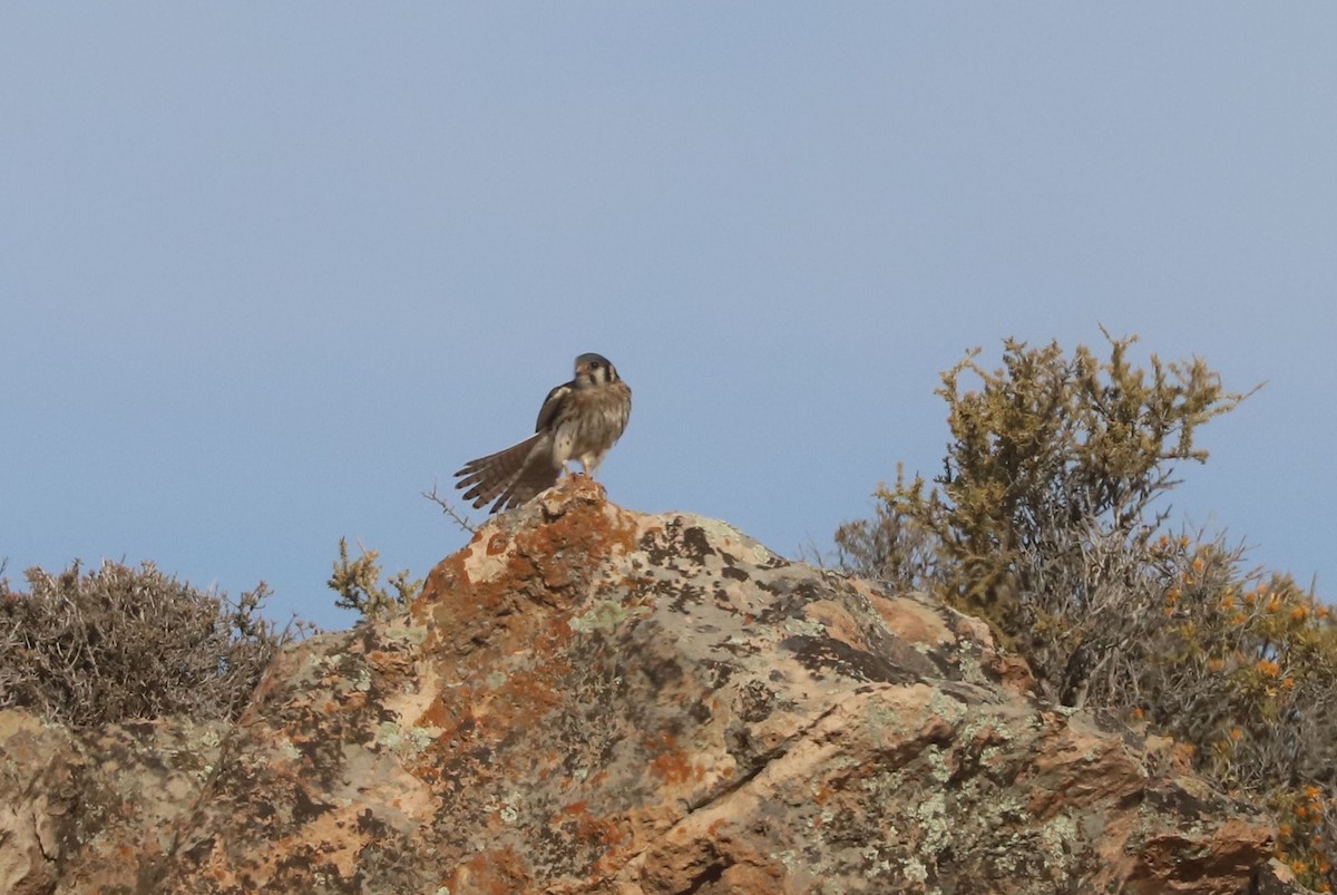 Воробьиная пустельга - ML650962193