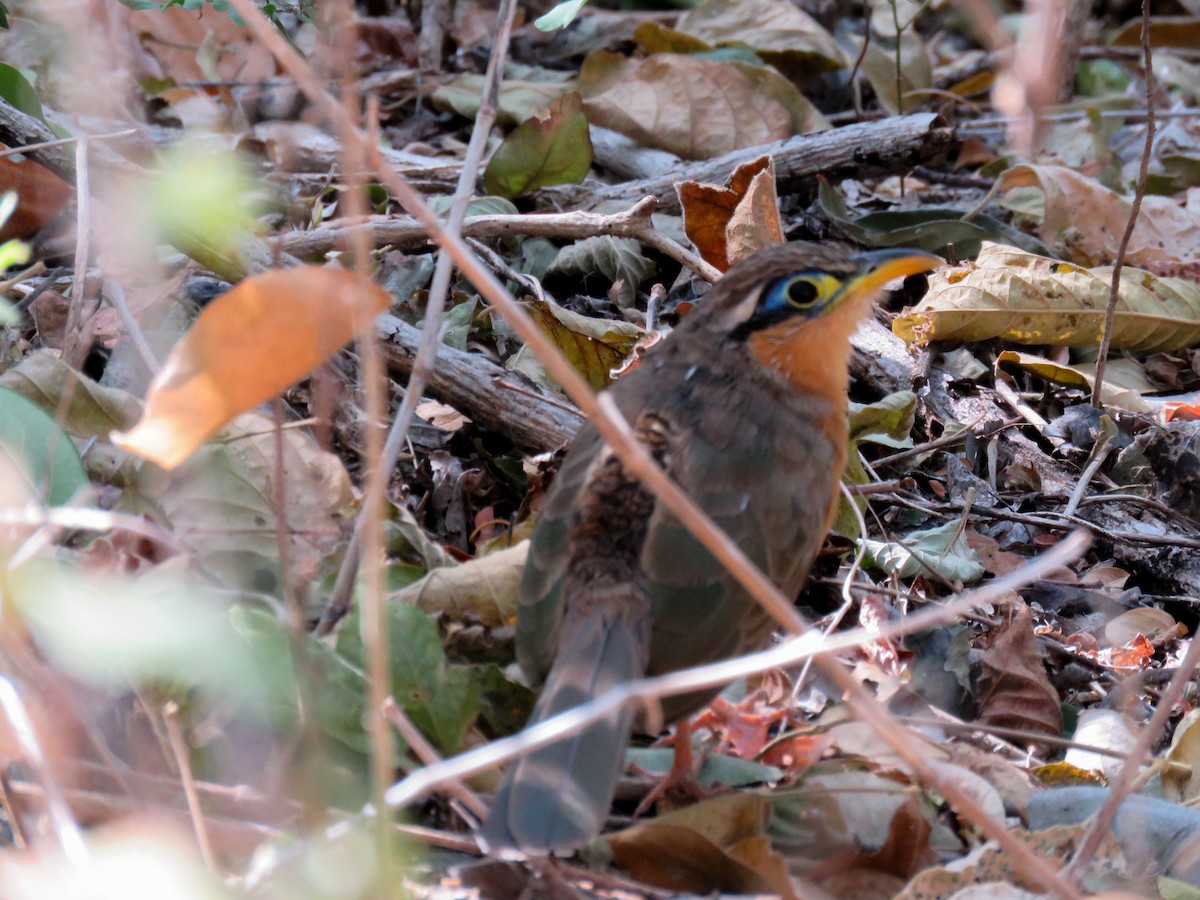 Géocoucou de Lesson - ML650962382