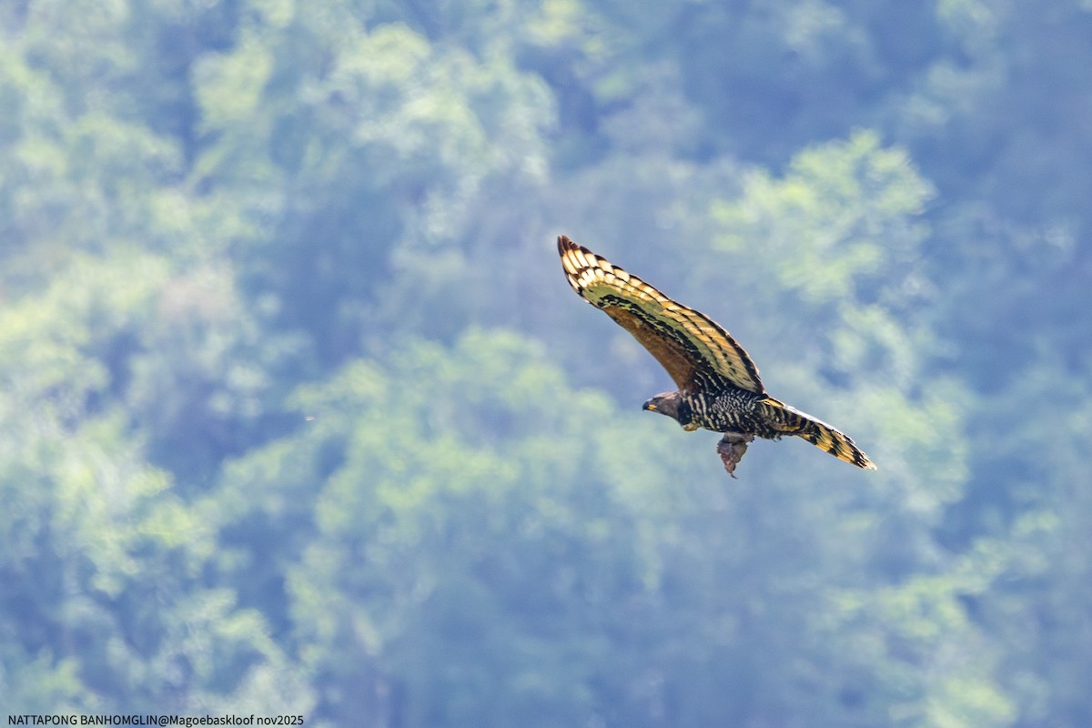 カンムリクマタカ - ML650962589