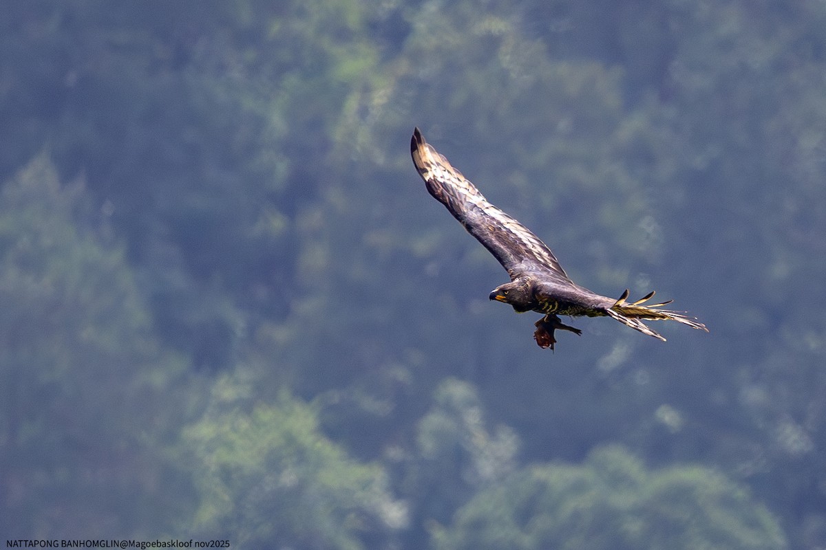 カンムリクマタカ - ML650962590
