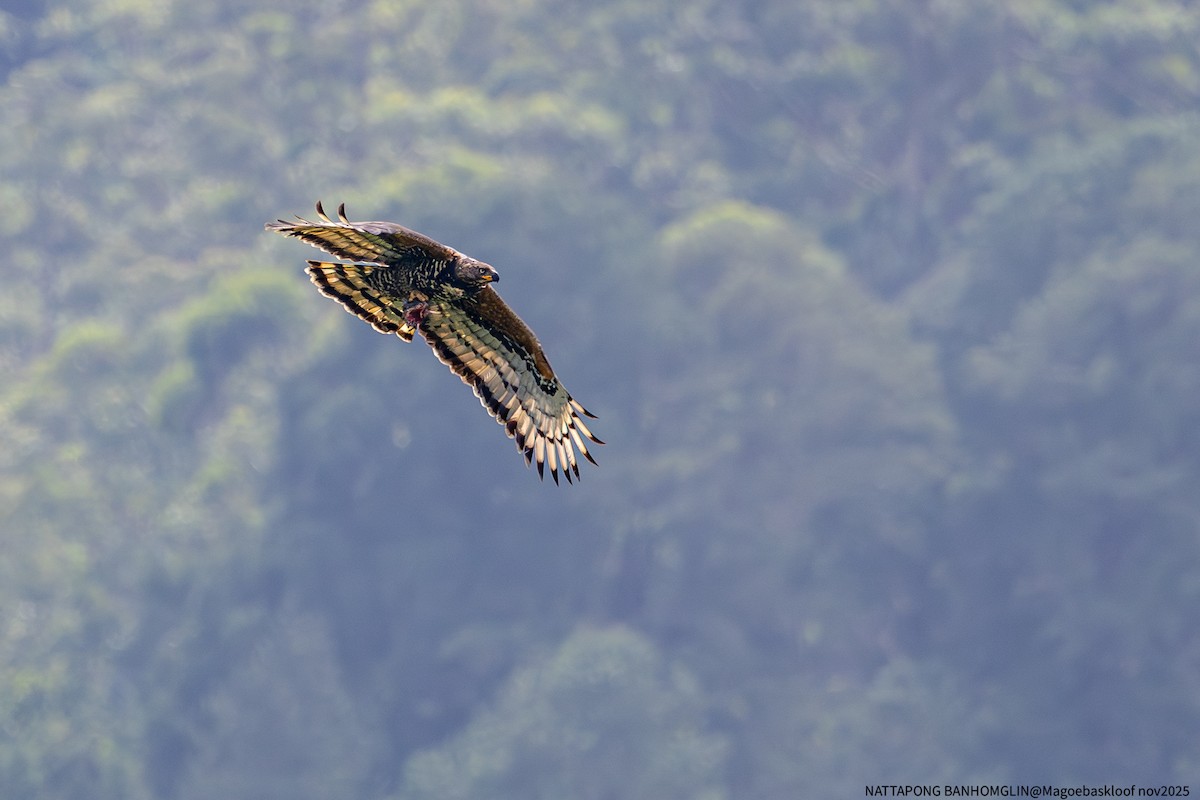 カンムリクマタカ - ML650962591