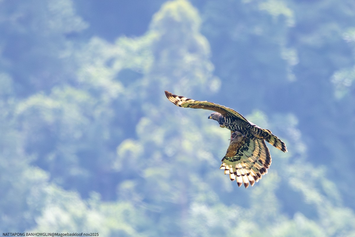 カンムリクマタカ - ML650962592