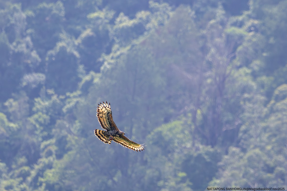 カンムリクマタカ - ML650962593