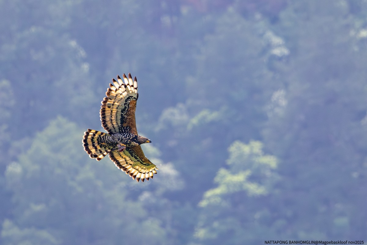 カンムリクマタカ - ML650962594