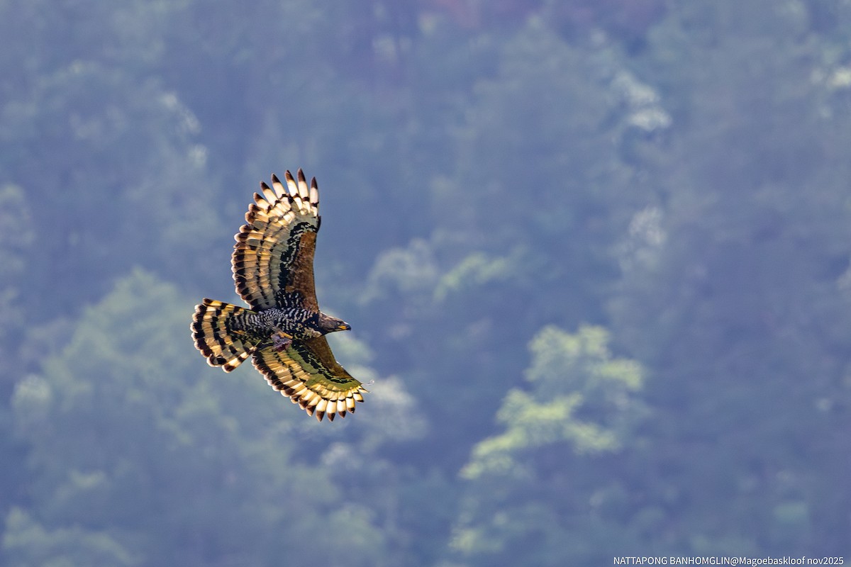 カンムリクマタカ - ML650962595