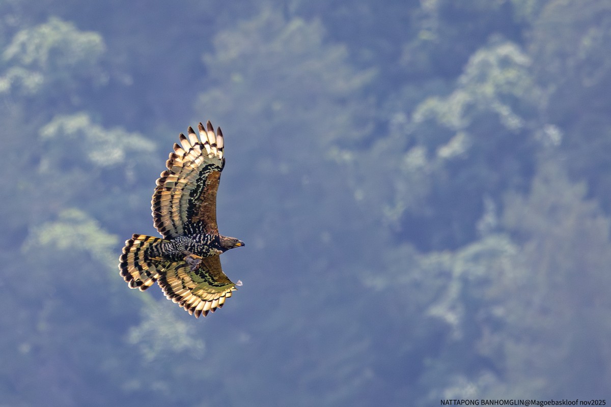 カンムリクマタカ - ML650962596