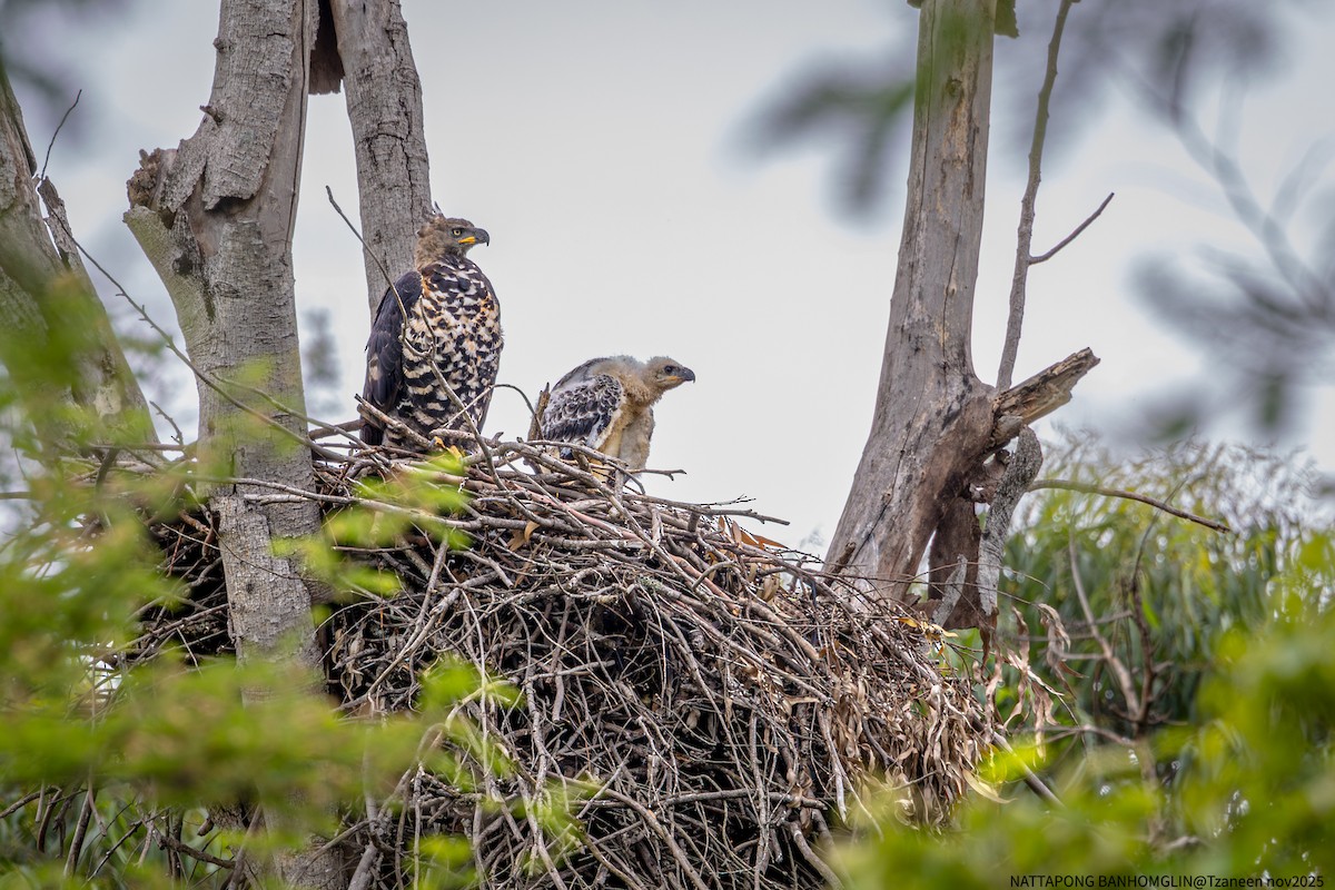 カンムリクマタカ - ML650962664
