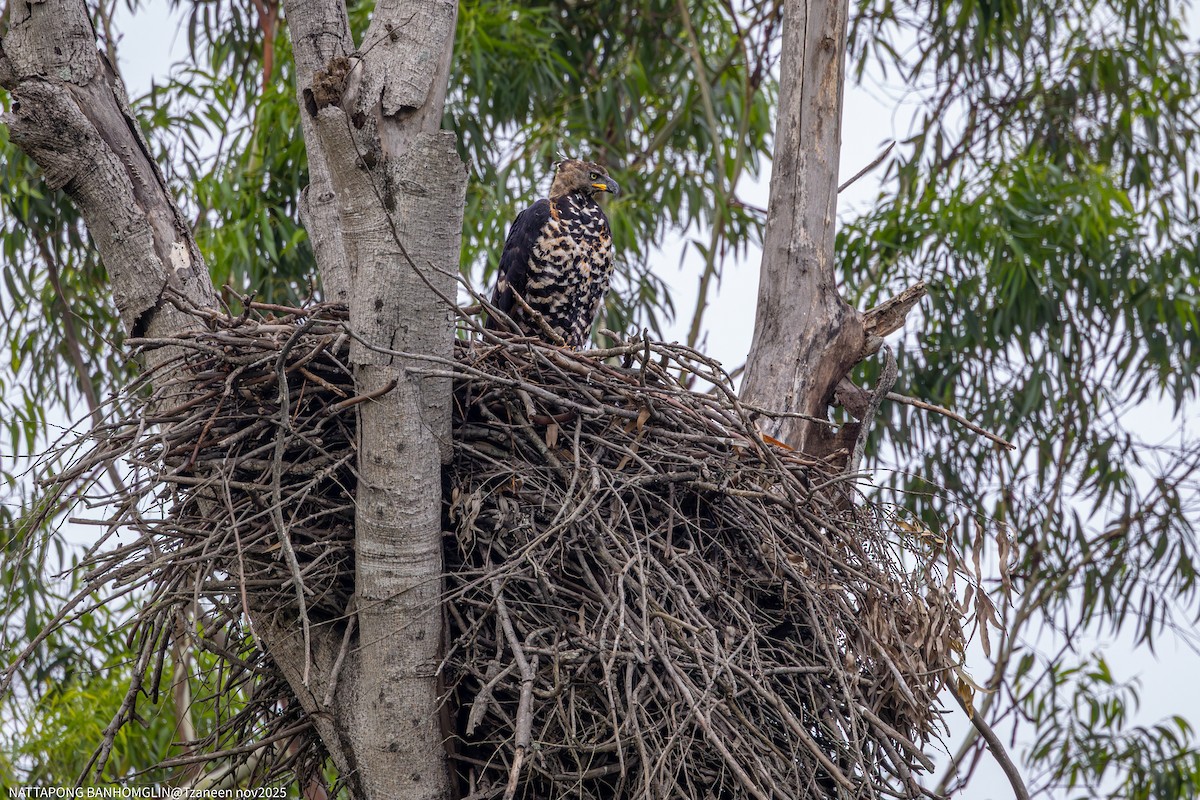 カンムリクマタカ - ML650962665