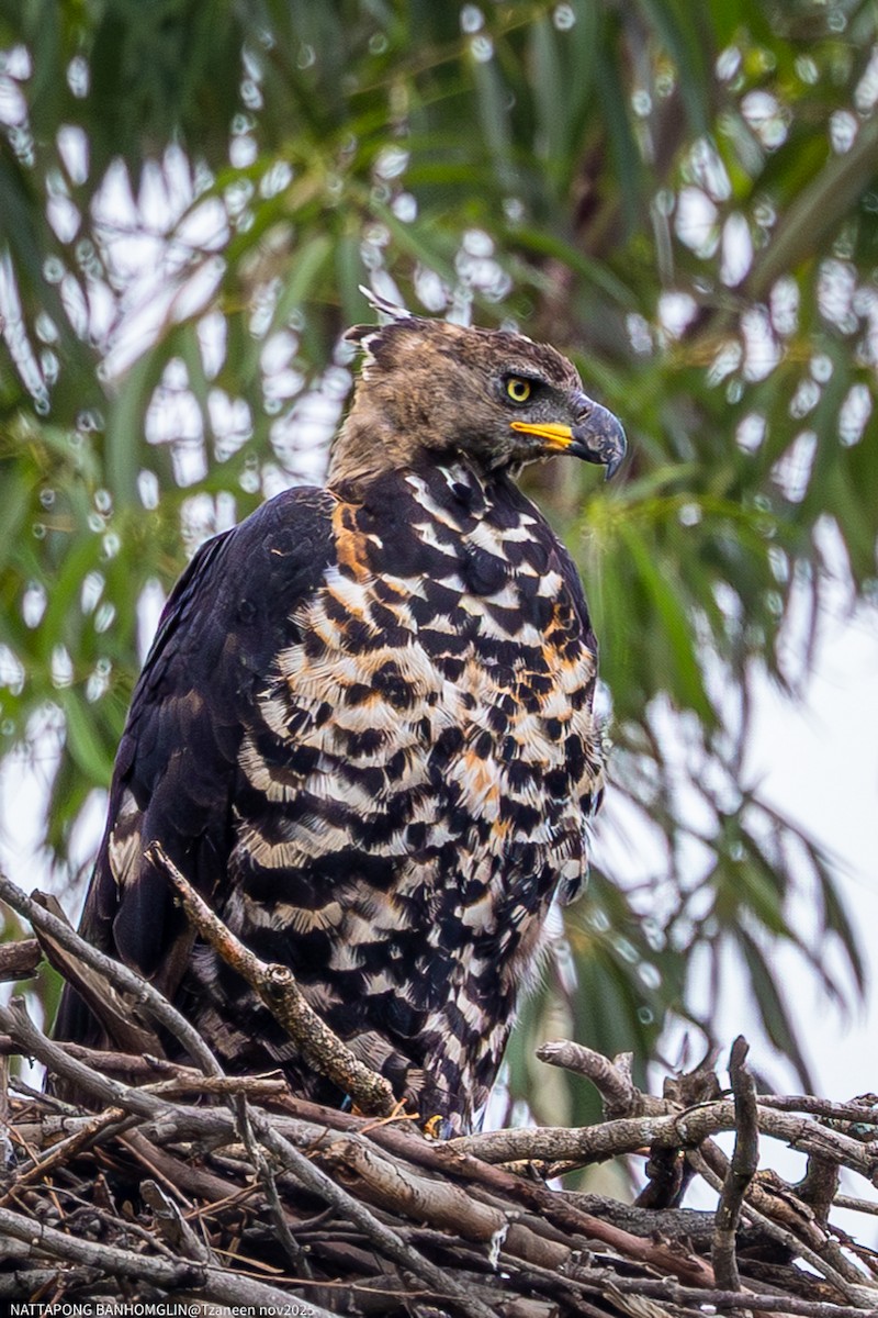 カンムリクマタカ - ML650962672