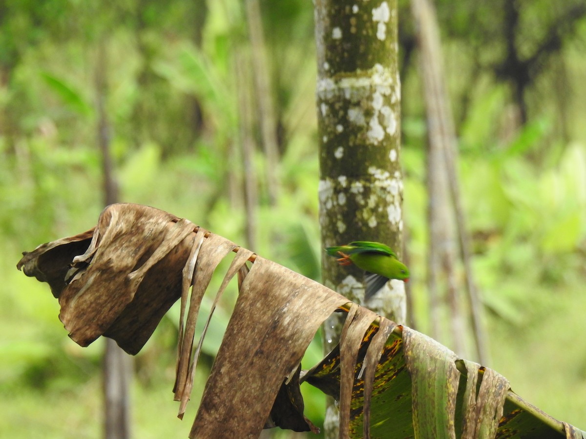 Lorículo Vernal - ML650962773