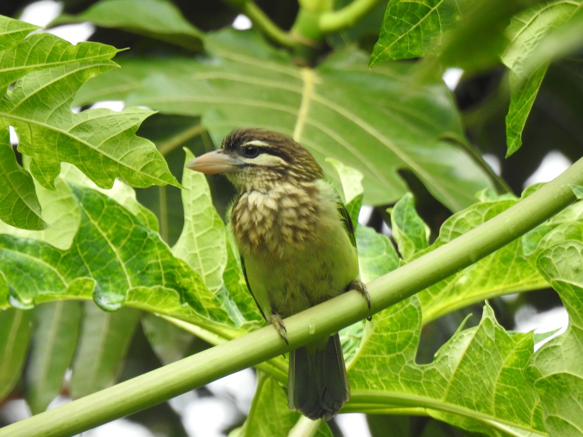 Barbudo Cariblanco - ML650962796