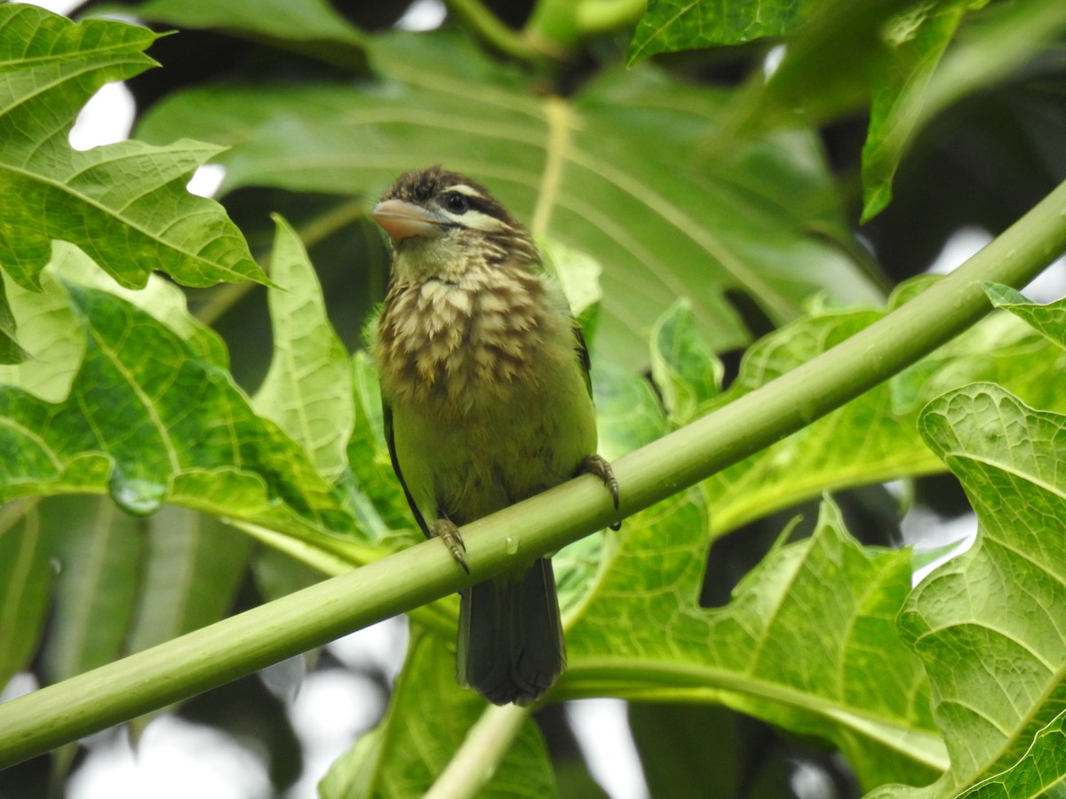 Barbudo Cariblanco - ML650962797