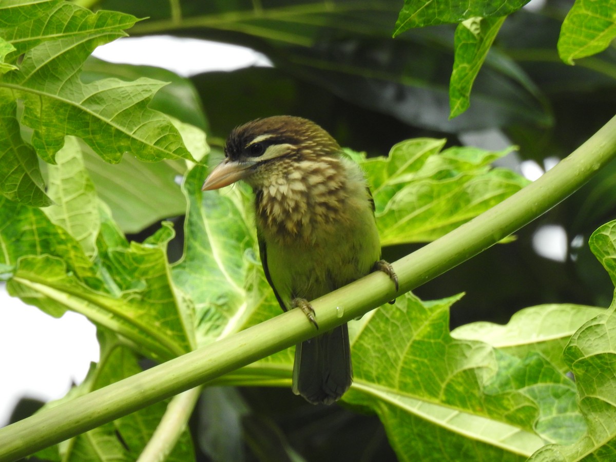 Barbudo Cariblanco - ML650962799