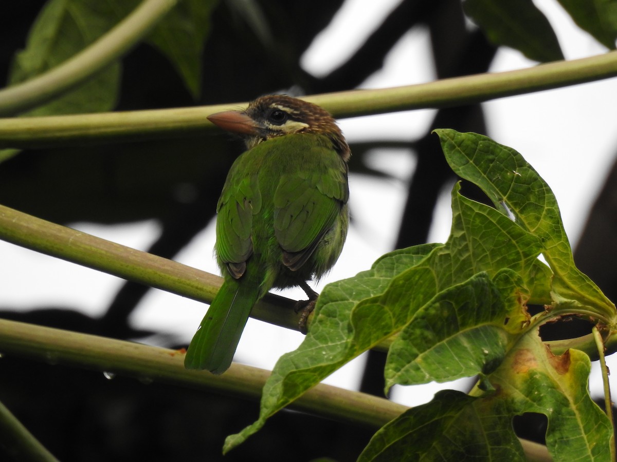Barbudo Cariblanco - ML650962800
