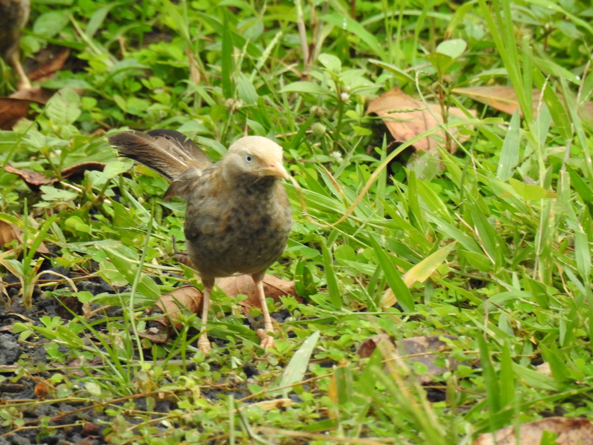 Turdoide Piquigualdo - ML650962847