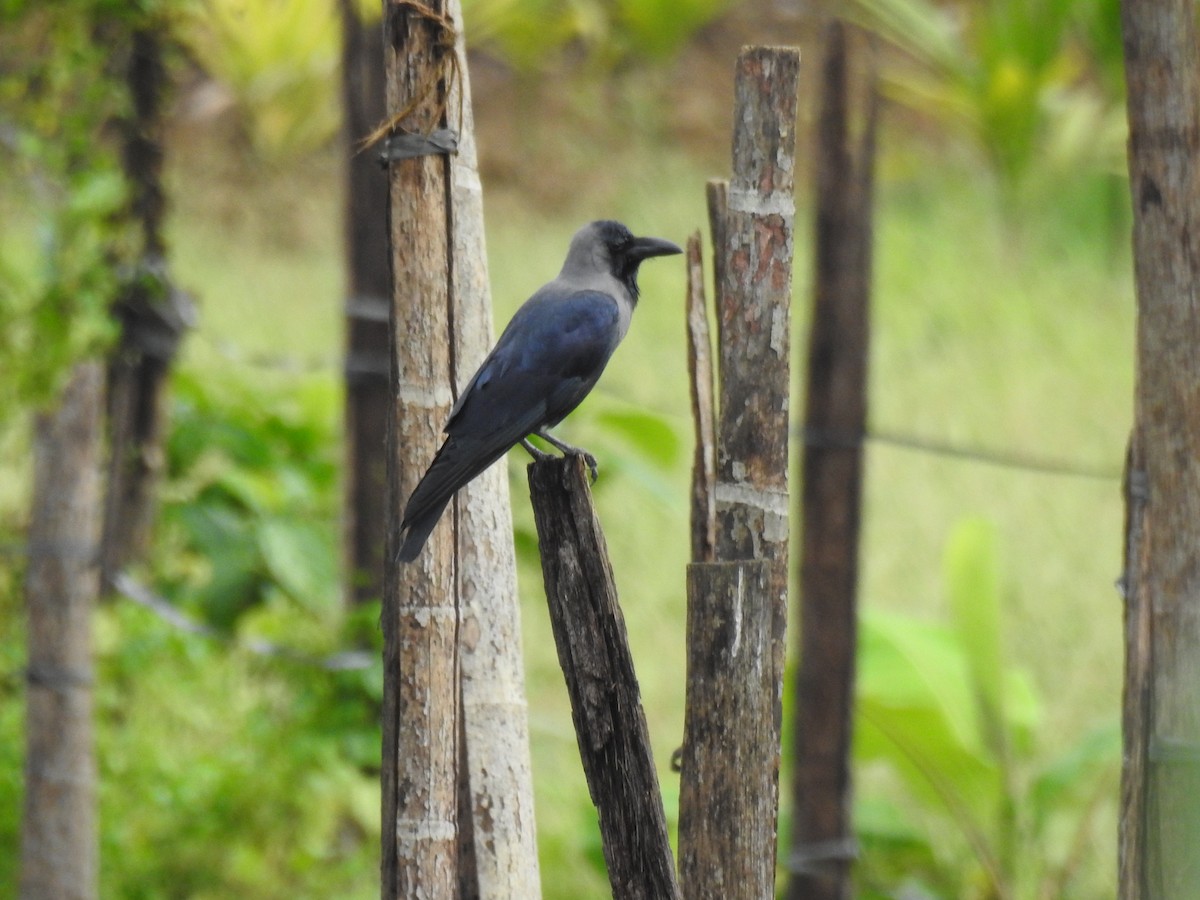 Cuervo Indio - ML650962878
