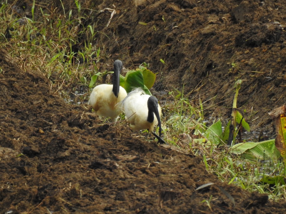 Ibis Oriental - ML650962896