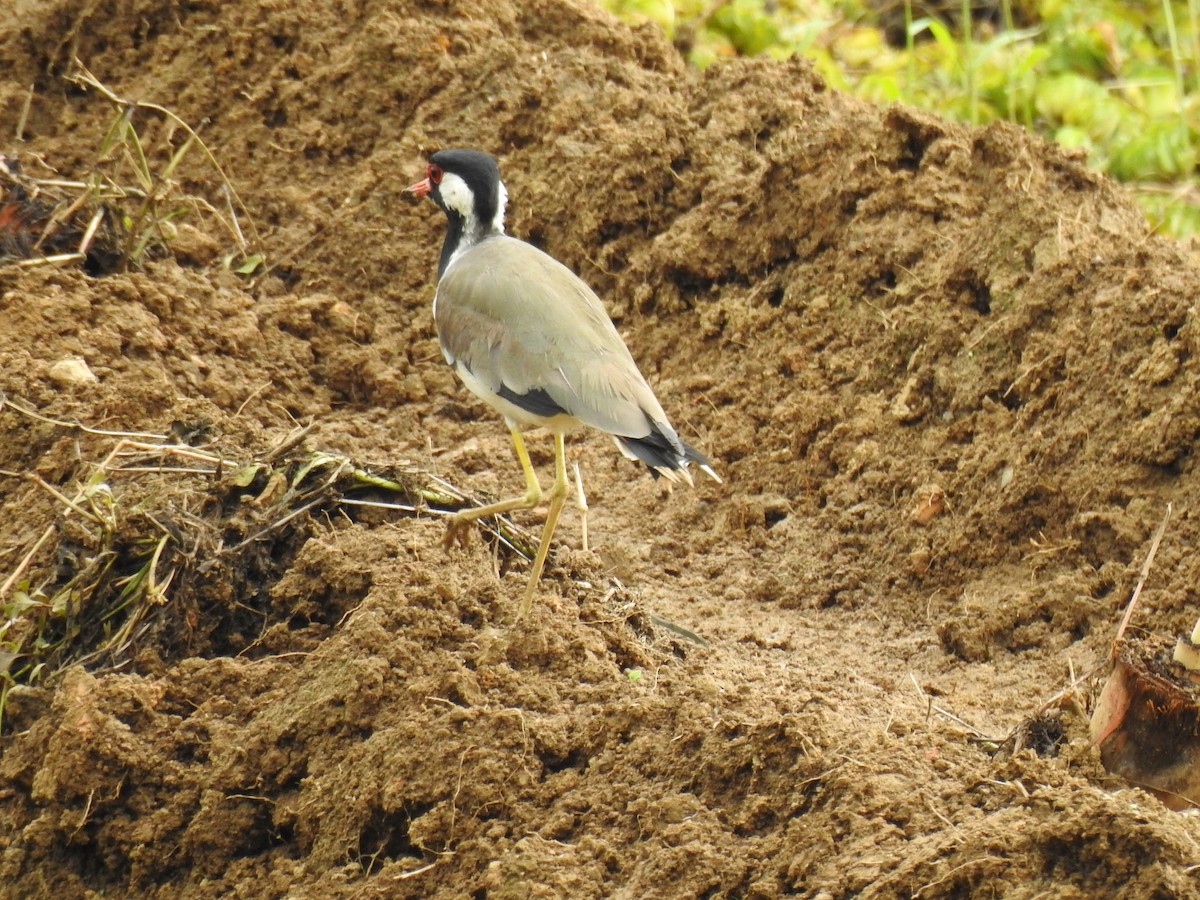 Avefría India - ML650962933