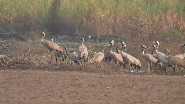 Серый журавль - ML650963186