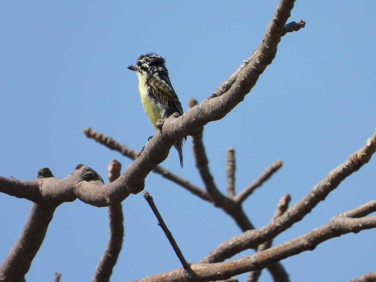 Yellow-fronted Tinkerbird - ML650963361