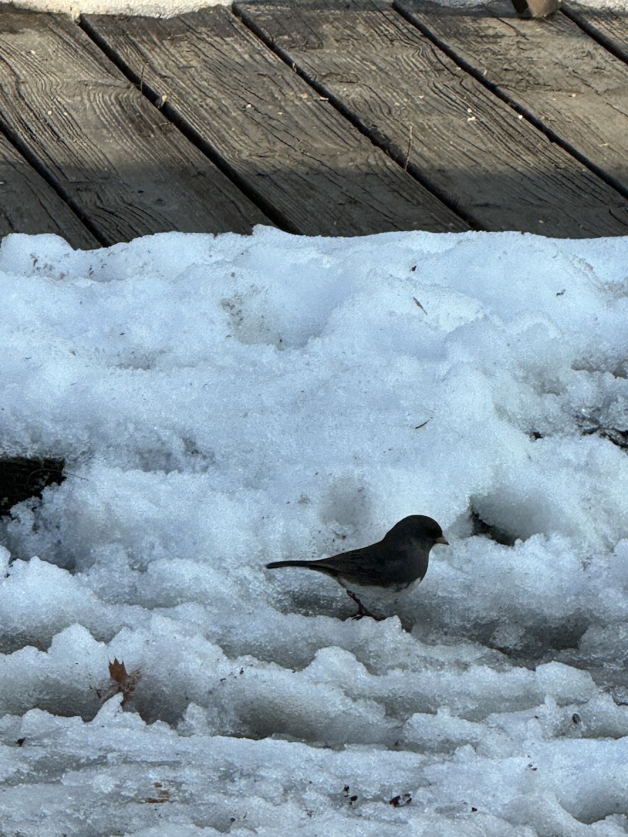 Dark-eyed Junco - ML650963638